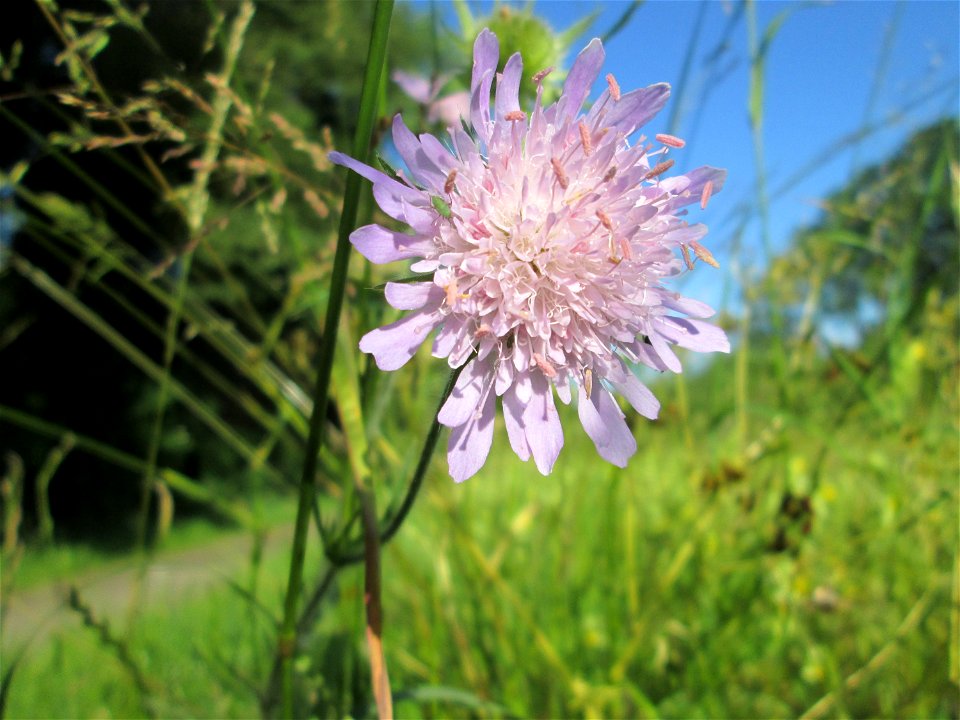 Acker-Witwenblume (Knautia arvensis) im Naturschutzgebiet „Hochholz-Kapellenbruch“