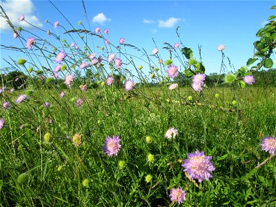 Acker-Witwenblume (Knautia arvensis) im Naturschutzgebiet „Hochholz-Kapellenbruch“