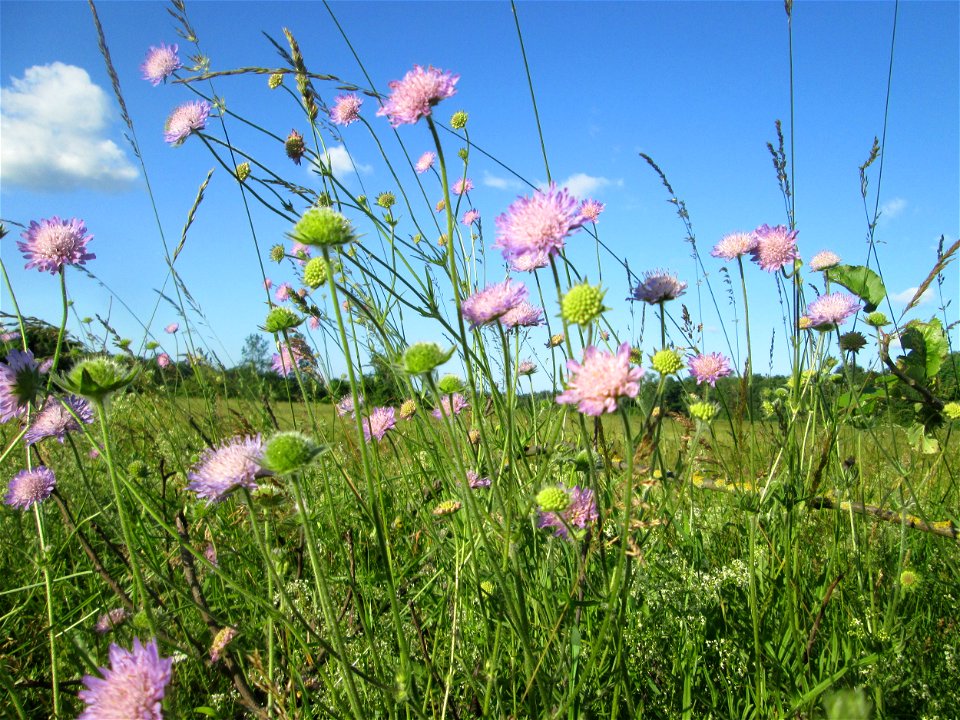 Acker-Witwenblume (Knautia arvensis) im Naturschutzgebiet „Hochholz-Kapellenbruch“