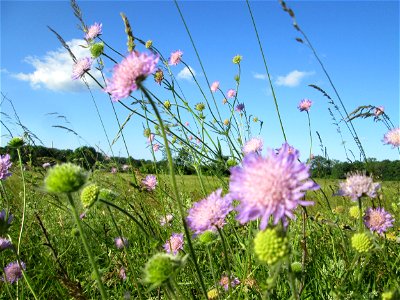 Acker-Witwenblume (Knautia arvensis) im Naturschutzgebiet „Hochholz-Kapellenbruch“
