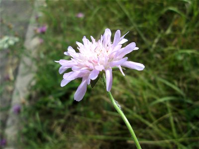 Acker-Witwenblume (Knautia arvensis) bei der Ev. Kirche in Fechingen