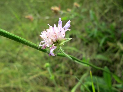 Acker-Witwenblume (Knautia arvensis) bei der Ev. Kirche in Fechingen
