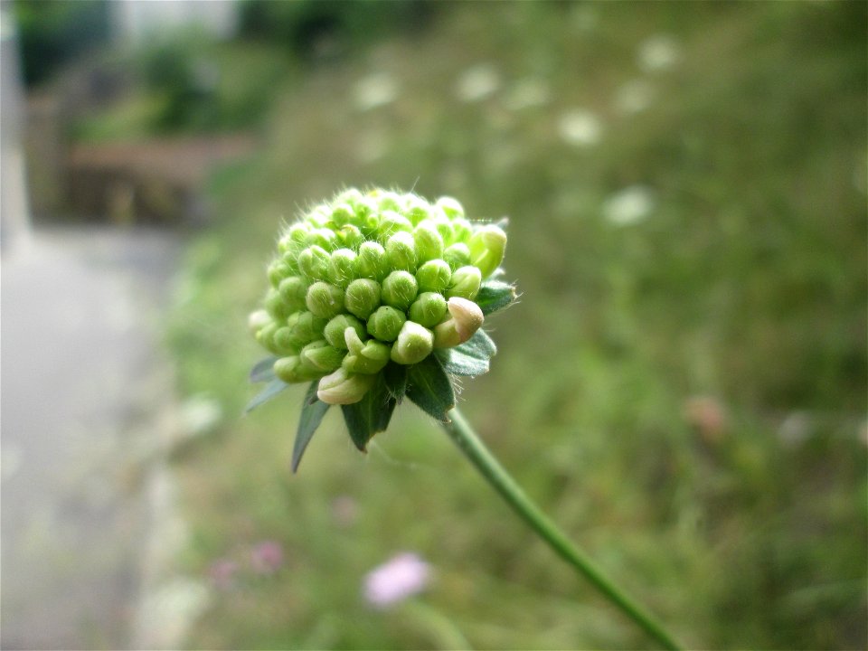 Acker-Witwenblume (Knautia arvensis) bei der Ev. Kirche in Fechingen