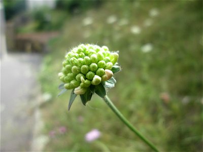 Acker-Witwenblume (Knautia arvensis) bei der Ev. Kirche in Fechingen