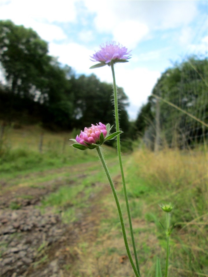 Acker-Witwenblume (Knautia arvensis) bei Kennfus