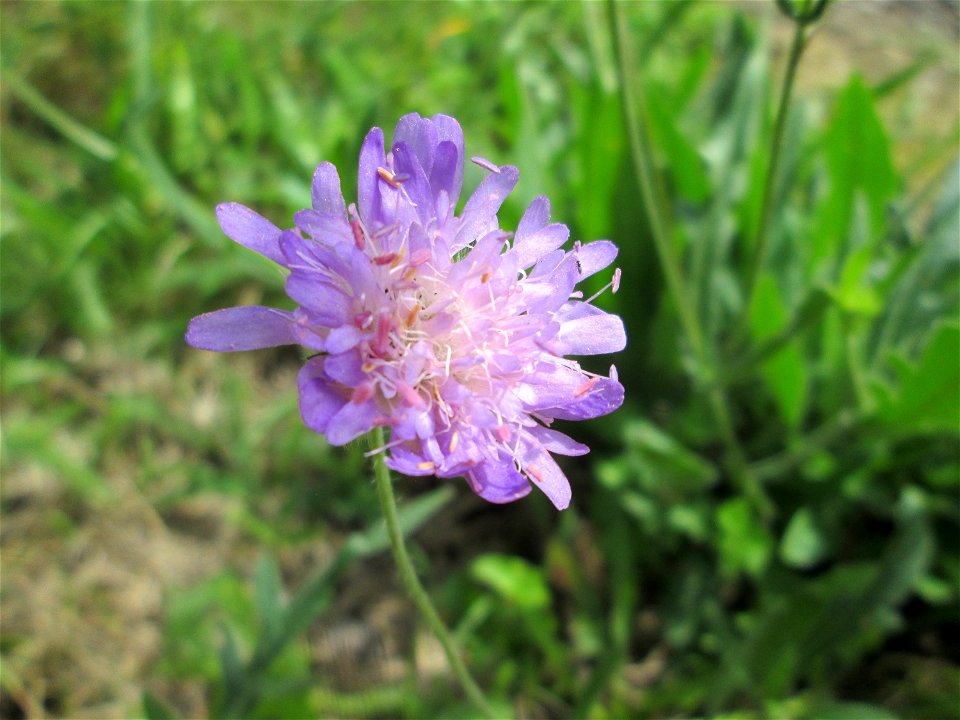 Acker-Witwenblume (Knautia arvensis) bei Kennfus
