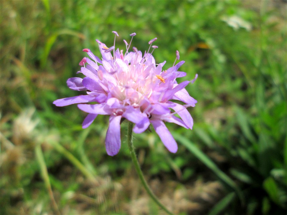 Acker-Witwenblume (Knautia arvensis) bei Kennfus