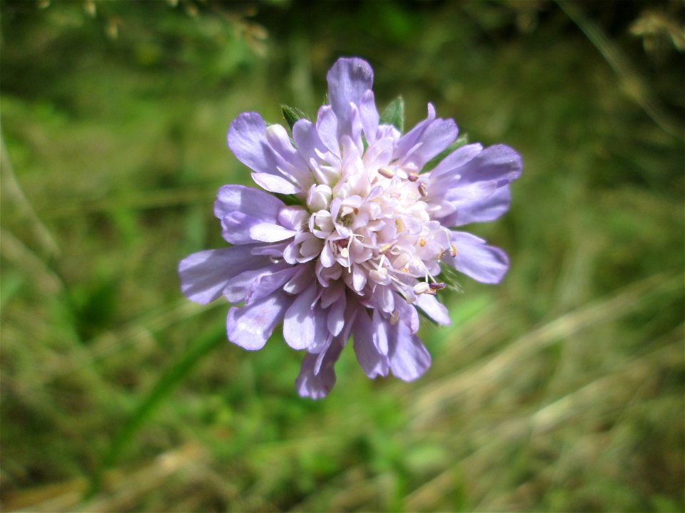 Acker-Witwenblume (Knautia arvensis) an der alten Tuffgrube bei Kennfus