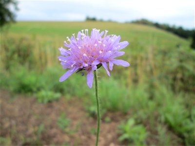Acker-Witwenblume (Knautia arvensis) bei Kennfus
