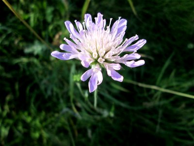 Acker-Witwenblume (Knautia arvensis) an der Saar in Alt-Saarbrücken