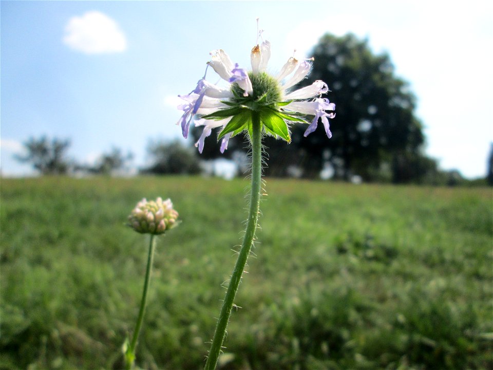 Acker-Witwenblume (Knautia arvensis) auf einer Streuobstwiese oberhalb von Güdingen