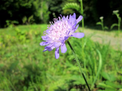 Acker-Witwenblume (Knautia arvensis) oberhalb von Fechingen
