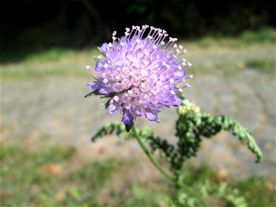 Acker-Witwenblume (Knautia arvensis) oberhalb von Fechingen