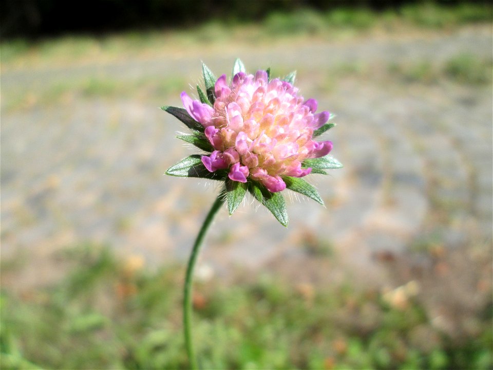 Acker-Witwenblume (Knautia arvensis) oberhalb von Fechingen
