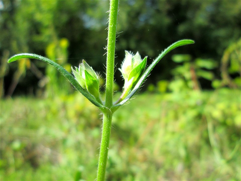 Acker-Witwenblume (Knautia arvensis) oberhalb von Fechingen