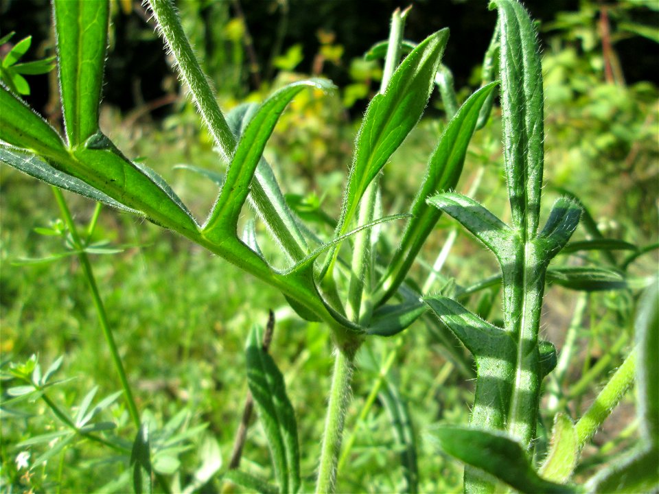Acker-Witwenblume (Knautia arvensis) oberhalb von Fechingen