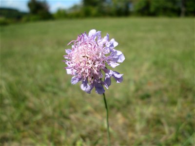 Acker-Witwenblume (Knautia arvensis) auf einer Streuobstwiese oberhalb von Fechingen