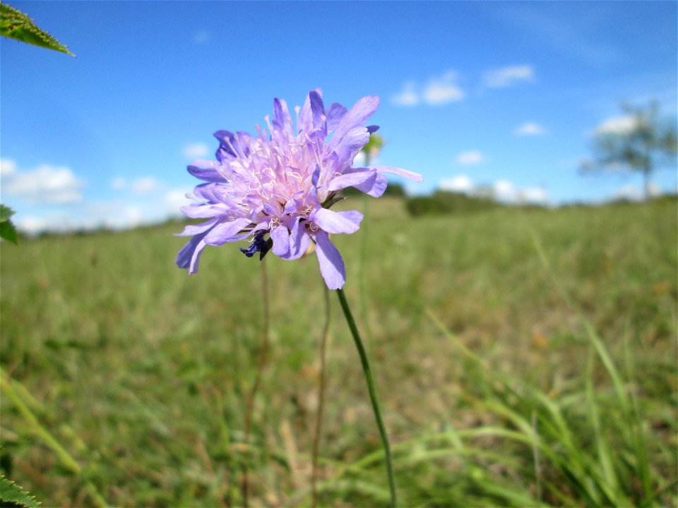 Acker-Witwenblume (Knautia arvensis) auf einer Streuobstwiese oberhalb von Fechingen