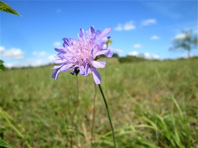 Acker-Witwenblume (Knautia arvensis) auf einer Streuobstwiese oberhalb von Fechingen
