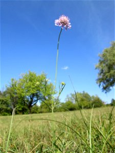 Acker-Witwenblume (Knautia arvensis) auf einer Streuobstwiese oberhalb von Fechingen