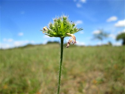 Acker-Witwenblume (Knautia arvensis) auf einer Streuobstwiese oberhalb von Fechingen