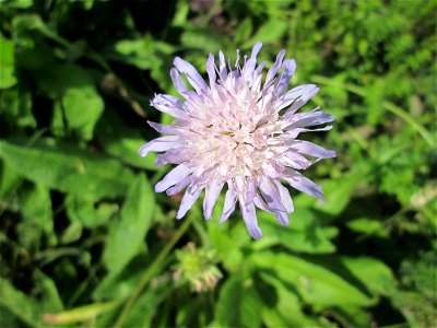 Acker-Witwenblume (Knautia arvensis) in Eschringen