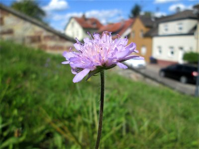 Acker-Witwenblume (Knautia arvensis) in Eschringen