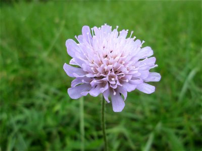 Acker-Witwenblume (Knautia arvensis) an der Saaraue Güdingen