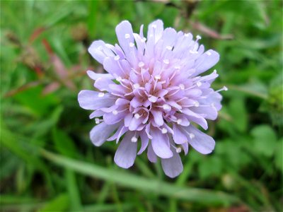 Acker-Witwenblume (Knautia arvensis) an der Saaraue Güdingen