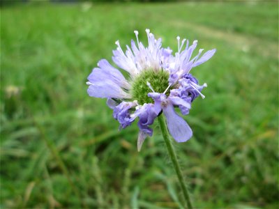 Acker-Witwenblume (Knautia arvensis) an der Saaraue Güdingen