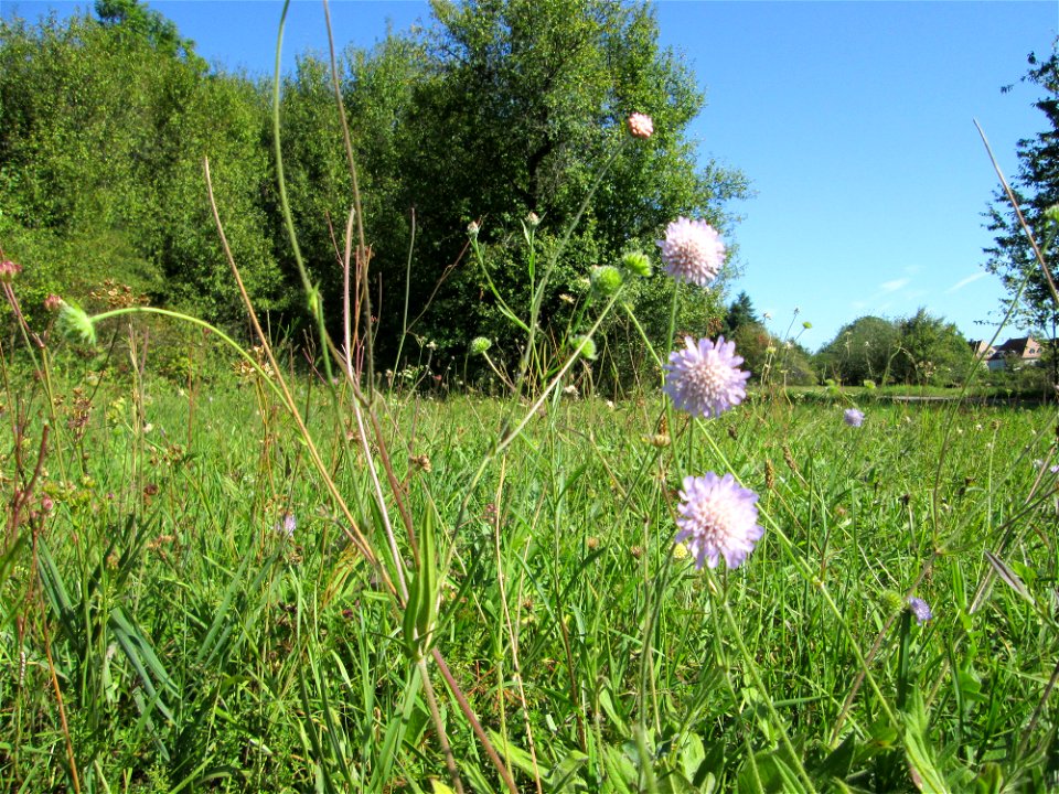 Acker-Witwenblume (Knautia arvensis) auf einer Streuobstwiese bei Bischmisheim