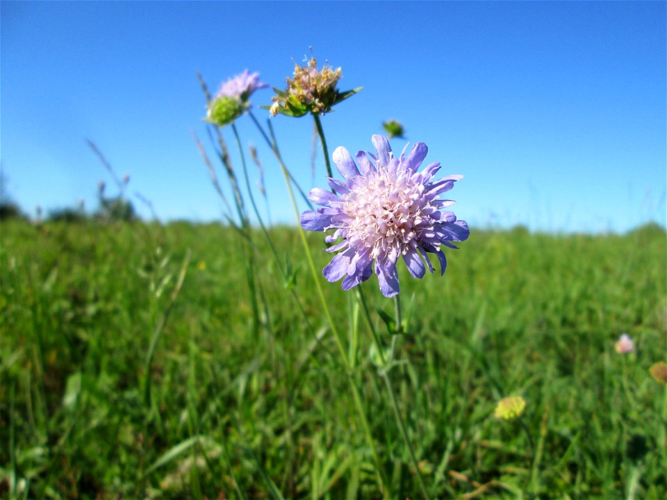 Acker-Witwenblume (Knautia arvensis) auf der Bischmisheimer Höhe