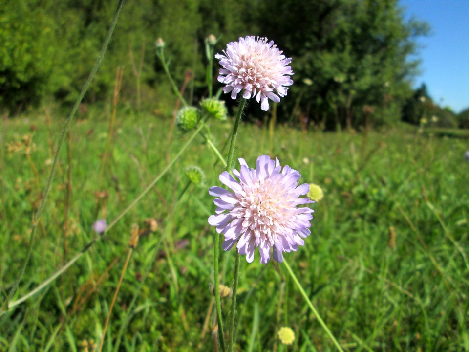 Acker-Witwenblume (Knautia arvensis) auf einer Streuobstwiese bei Bischmisheim