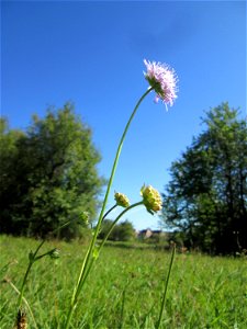 Acker-Witwenblume (Knautia arvensis) auf einer Streuobstwiese bei Bischmisheim