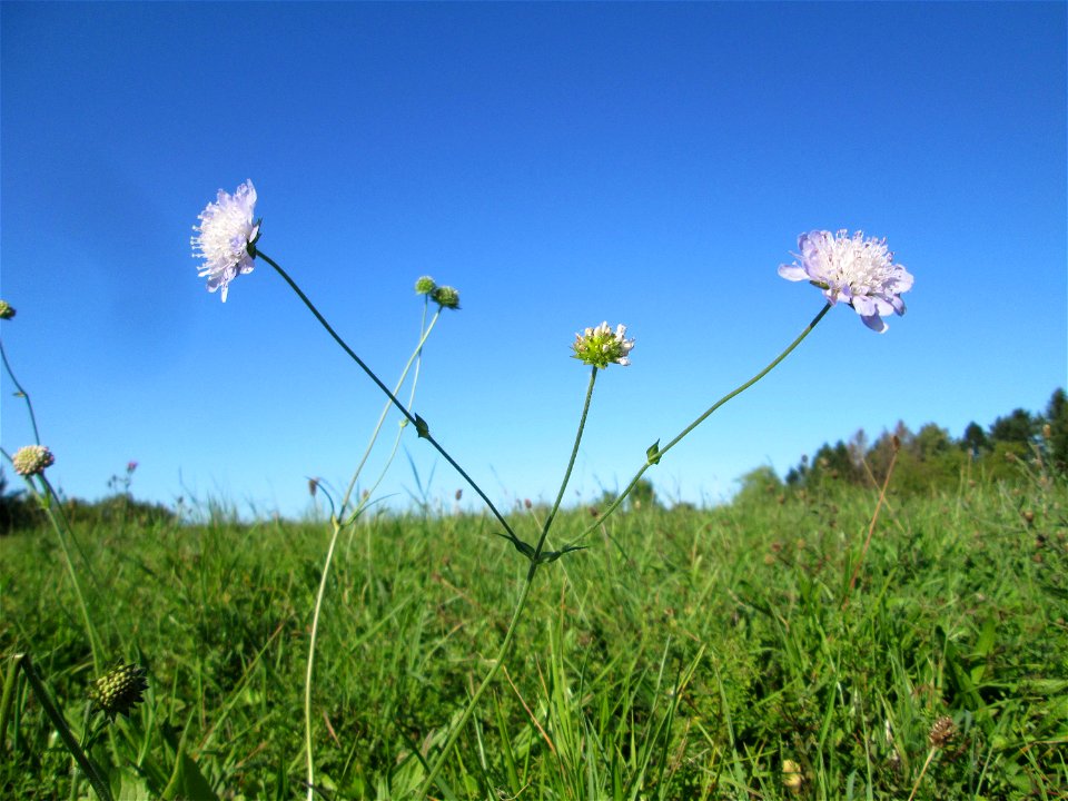 Acker-Witwenblume (Knautia arvensis) auf der Bischmisheimer Höhe