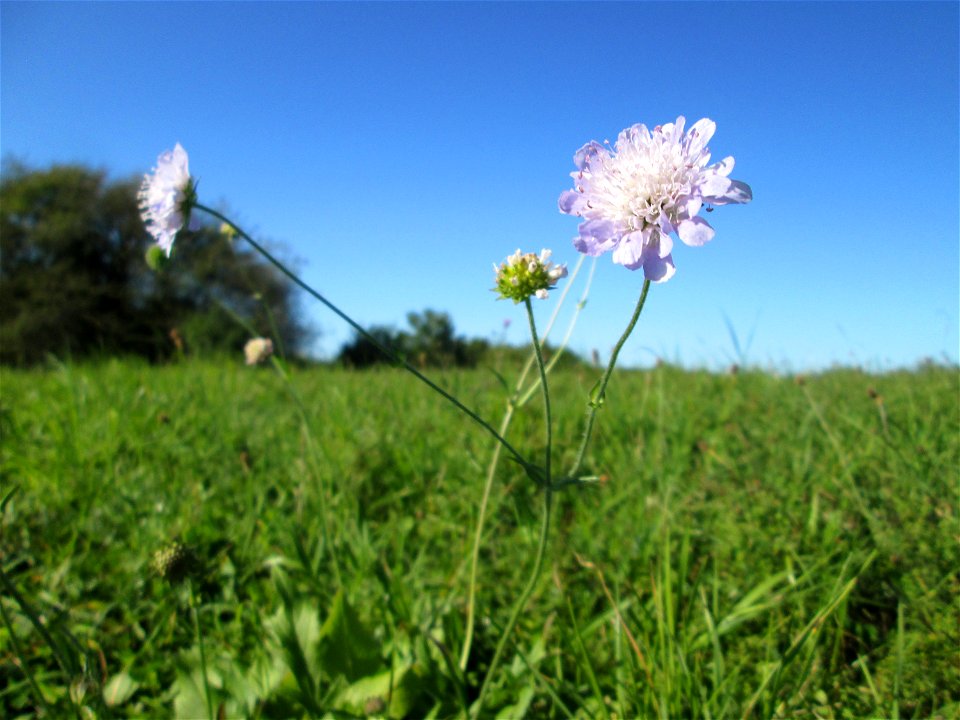Acker-Witwenblume (Knautia arvensis) auf der Bischmisheimer Höhe