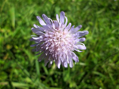 Acker-Witwenblume (Knautia arvensis) auf einer Streuobstwiese bei Bischmisheim