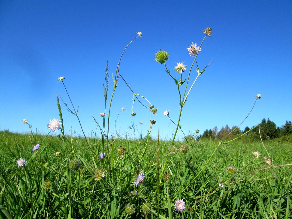 Acker-Witwenblume (Knautia arvensis) auf der Bischmisheimer Höhe