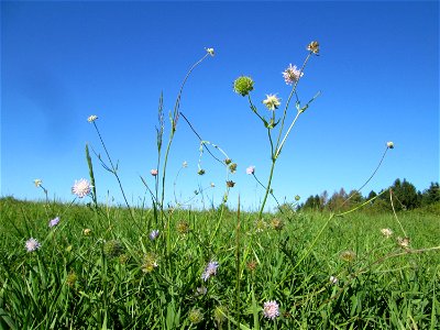 Acker-Witwenblume (Knautia arvensis) auf der Bischmisheimer Höhe