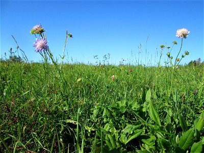 Acker-Witwenblume (Knautia arvensis) auf der Bischmisheimer Höhe