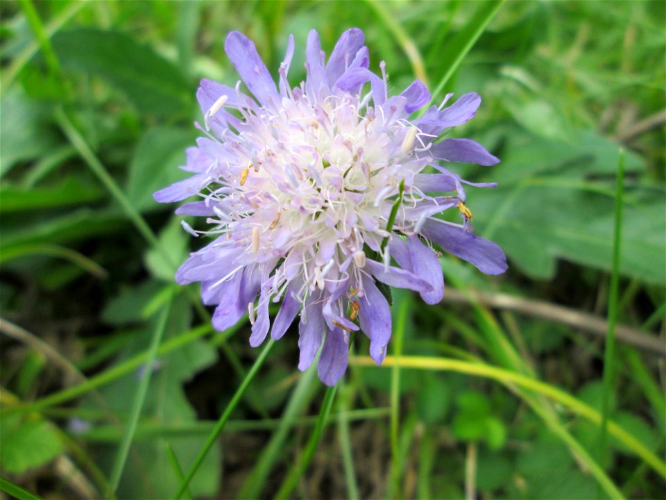 Acker-Witwenblume (Knautia arvensis) an der Saaraue Grosbliederstroff