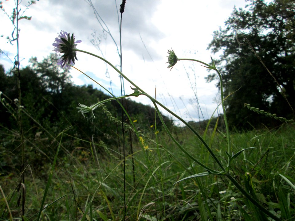 Acker-Witwenblume (Knautia arvensis) an der Saaraue Grosbliederstroff