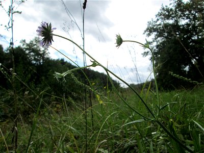 Acker-Witwenblume (Knautia arvensis) an der Saaraue Grosbliederstroff