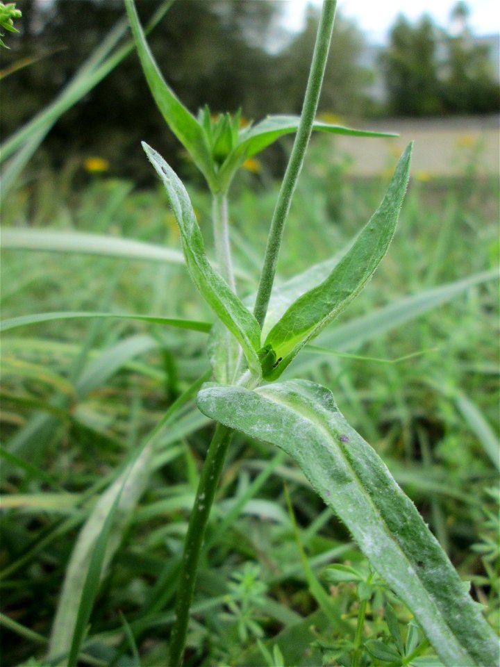 Acker-Witwenblume (Knautia arvensis) an der Saar bei Grosbliederstroff