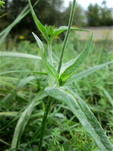 Acker-Witwenblume (Knautia arvensis) an der Saar bei Grosbliederstroff