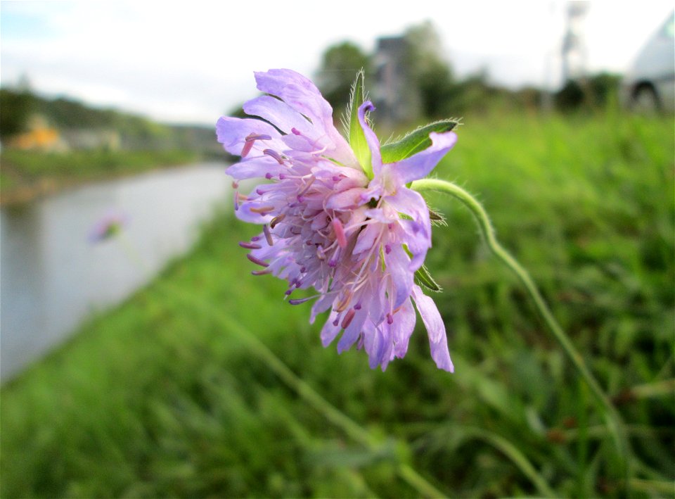 Acker-Witwenblume (Knautia arvensis) an der Güdinger Schleuse