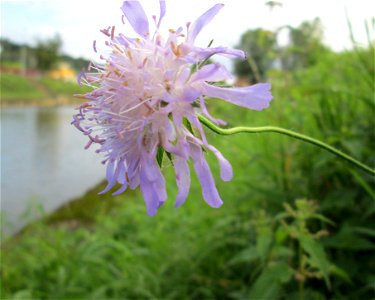 Acker-Witwenblume (Knautia arvensis) an der Güdinger Schleuse