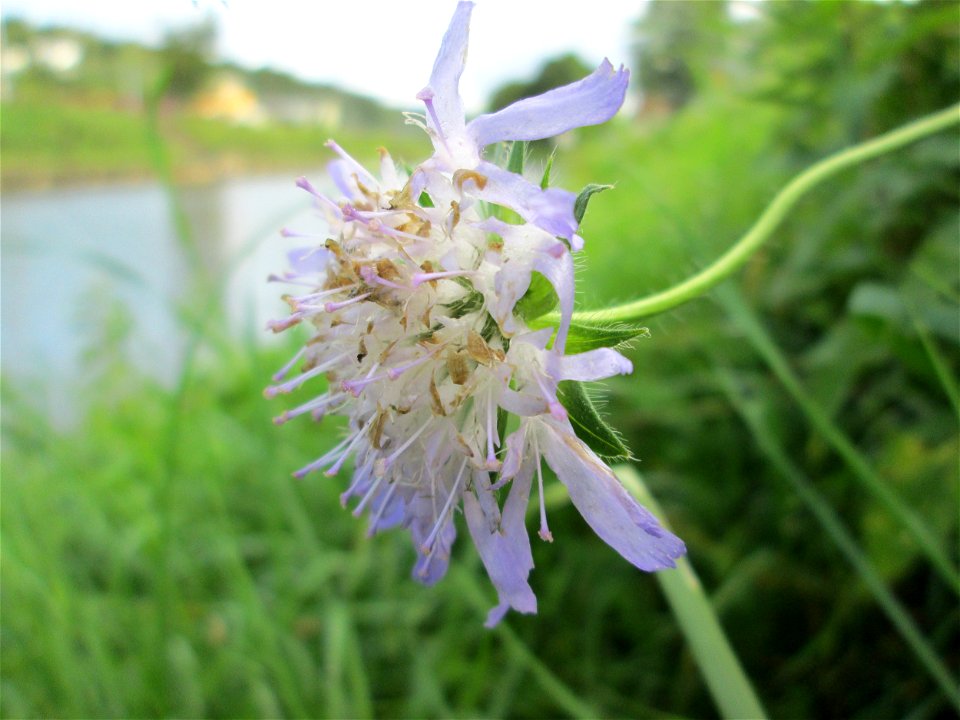 Acker-Witwenblume (Knautia arvensis) an der Güdinger Schleuse