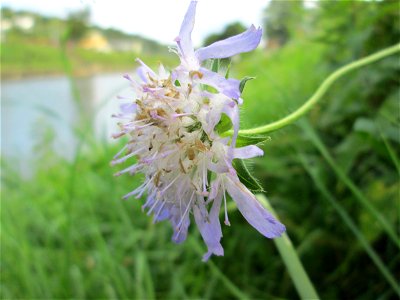 Acker-Witwenblume (Knautia arvensis) an der Güdinger Schleuse