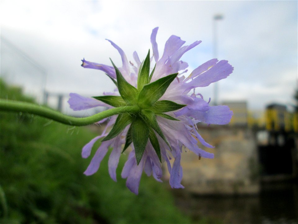 Acker-Witwenblume (Knautia arvensis) an der Güdinger Schleuse